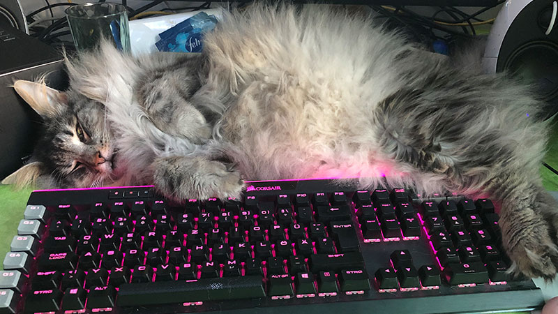 Katze schläft auf Tastatur