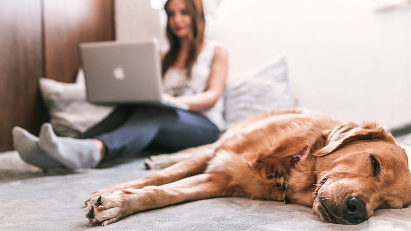 Frau mit Hund und Laptop